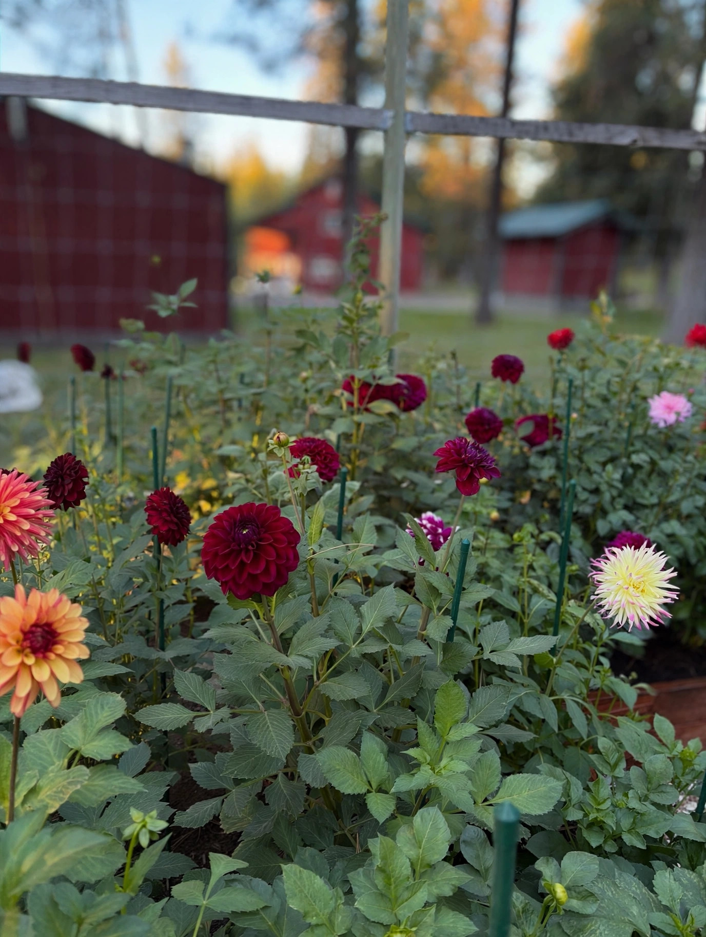 Dahlia rows in the garden with the red barn